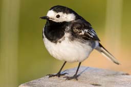 pied wagtail